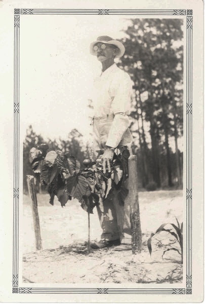Robert with a young tung tree. R. M. Leonard on his Florida tung plantation.jpg